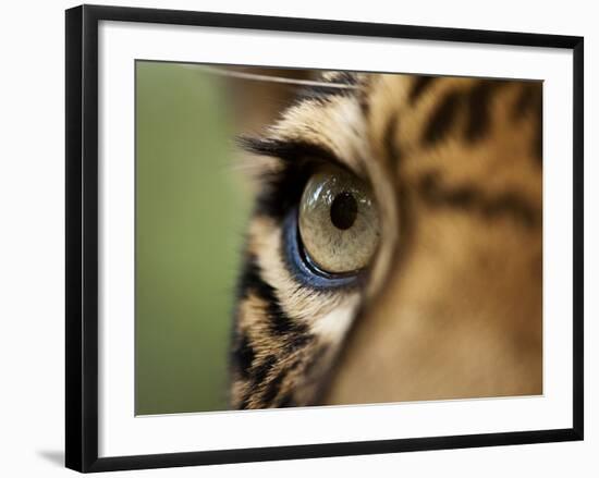 Captive Jaguar at Las Pumas Rescue Shelter-Paul Souders-Framed Photographic Print