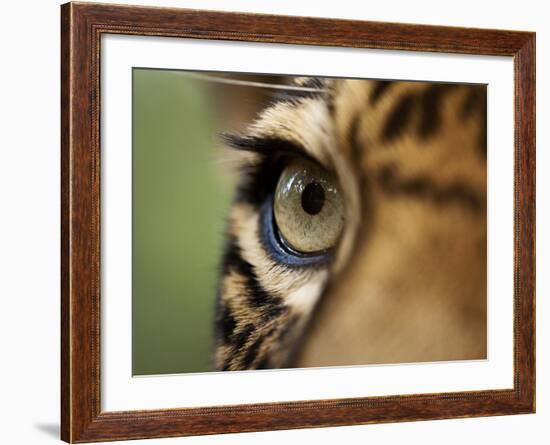 Captive Jaguar at Las Pumas Rescue Shelter-Paul Souders-Framed Photographic Print