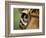 Captive Jaguar at Las Pumas Rescue Shelter-Paul Souders-Framed Photographic Print