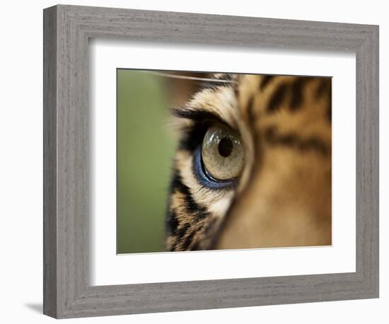 Captive Jaguar at Las Pumas Rescue Shelter-Paul Souders-Framed Photographic Print