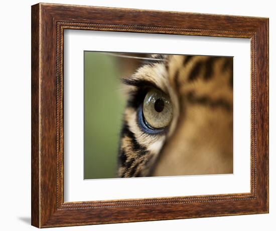 Captive Jaguar at Las Pumas Rescue Shelter-Paul Souders-Framed Photographic Print