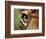 Captive Jaguar at Las Pumas Rescue Shelter-Paul Souders-Framed Photographic Print