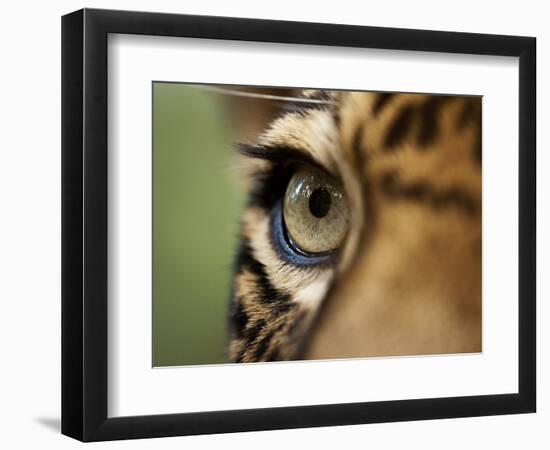 Captive Jaguar at Las Pumas Rescue Shelter-Paul Souders-Framed Photographic Print