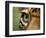 Captive Jaguar at Las Pumas Rescue Shelter-Paul Souders-Framed Photographic Print