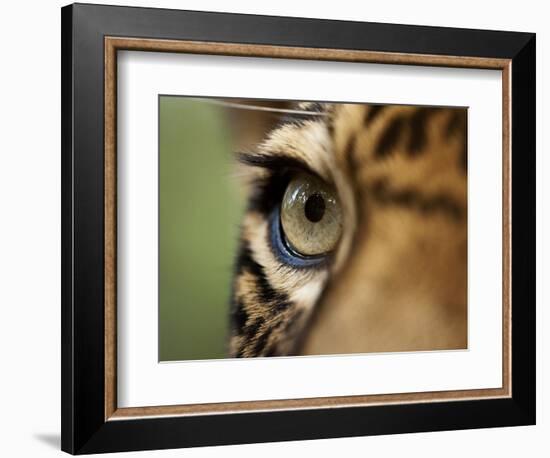 Captive Jaguar at Las Pumas Rescue Shelter-Paul Souders-Framed Photographic Print