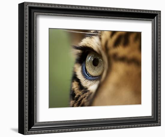 Captive Jaguar at Las Pumas Rescue Shelter-Paul Souders-Framed Photographic Print