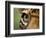 Captive Jaguar at Las Pumas Rescue Shelter-Paul Souders-Framed Photographic Print