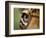 Captive Jaguar at Las Pumas Rescue Shelter-Paul Souders-Framed Photographic Print