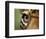 Captive Jaguar at Las Pumas Rescue Shelter-Paul Souders-Framed Photographic Print