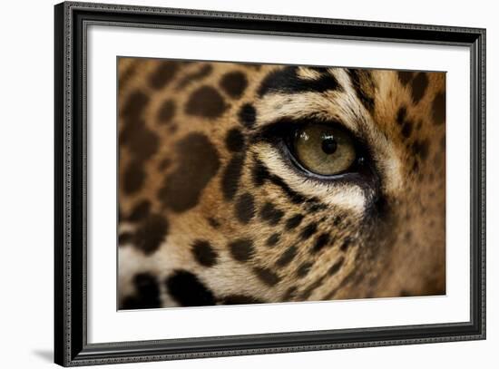 Captive Jaguar at Las Pumas Rescue Shelter-null-Framed Photographic Print