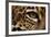 Captive Jaguar at Las Pumas Rescue Shelter-null-Framed Photographic Print