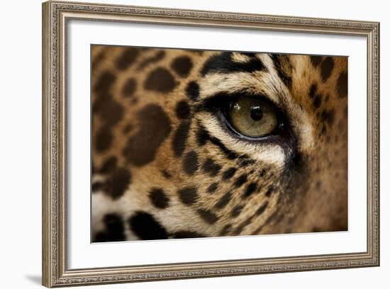 Captive Jaguar at Las Pumas Rescue Shelter-null-Framed Photographic Print