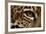 Captive Jaguar at Las Pumas Rescue Shelter-null-Framed Photographic Print