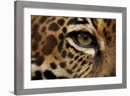 Captive Jaguar at Las Pumas Rescue Shelter-null-Framed Photographic Print