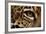 Captive Jaguar at Las Pumas Rescue Shelter-null-Framed Photographic Print