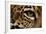 Captive Jaguar at Las Pumas Rescue Shelter-null-Framed Photographic Print