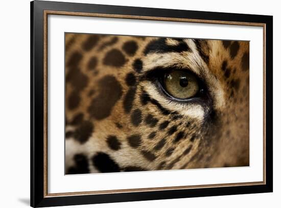 Captive Jaguar at Las Pumas Rescue Shelter-null-Framed Photographic Print