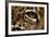 Captive Jaguar at Las Pumas Rescue Shelter-null-Framed Photographic Print