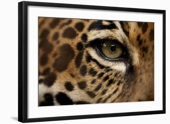 Captive Jaguar at Las Pumas Rescue Shelter-null-Framed Photographic Print