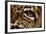 Captive Jaguar at Las Pumas Rescue Shelter-null-Framed Photographic Print