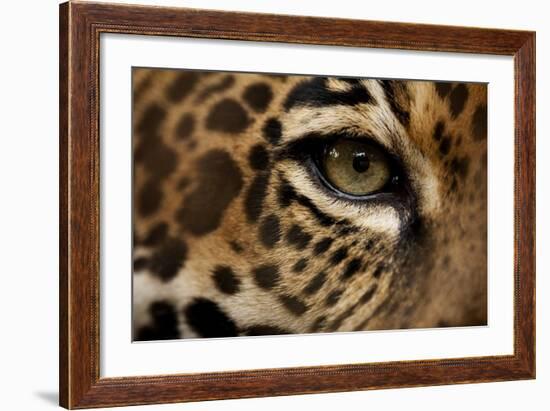 Captive Jaguar at Las Pumas Rescue Shelter-null-Framed Photographic Print