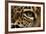 Captive Jaguar at Las Pumas Rescue Shelter-null-Framed Photographic Print
