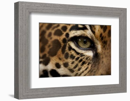 Captive Jaguar at Las Pumas Rescue Shelter-null-Framed Photographic Print