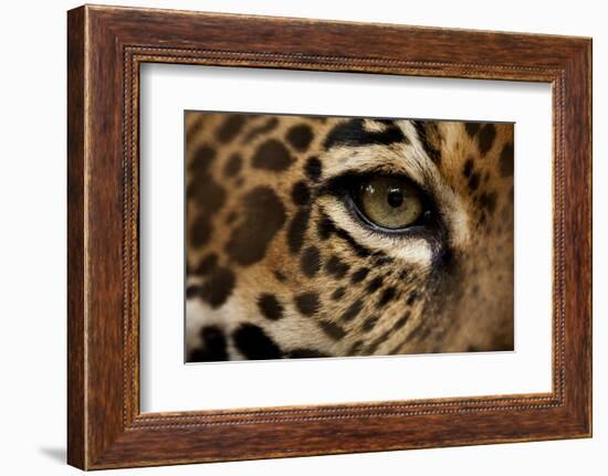 Captive Jaguar at Las Pumas Rescue Shelter-null-Framed Photographic Print