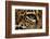 Captive Jaguar at Las Pumas Rescue Shelter-null-Framed Photographic Print