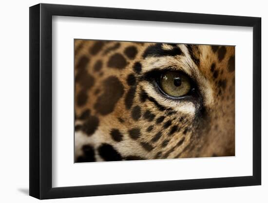 Captive Jaguar at Las Pumas Rescue Shelter-null-Framed Photographic Print