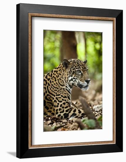 Captive Jaguar at Las Pumas Rescue Shelter-null-Framed Photographic Print