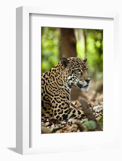 Captive Jaguar at Las Pumas Rescue Shelter-null-Framed Photographic Print