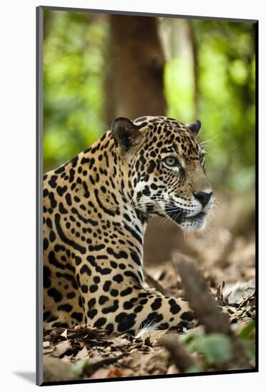 Captive Jaguar at Las Pumas Rescue Shelter-null-Mounted Photographic Print