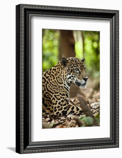 Captive Jaguar at Las Pumas Rescue Shelter-null-Framed Photographic Print