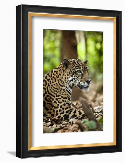 Captive Jaguar at Las Pumas Rescue Shelter-null-Framed Photographic Print