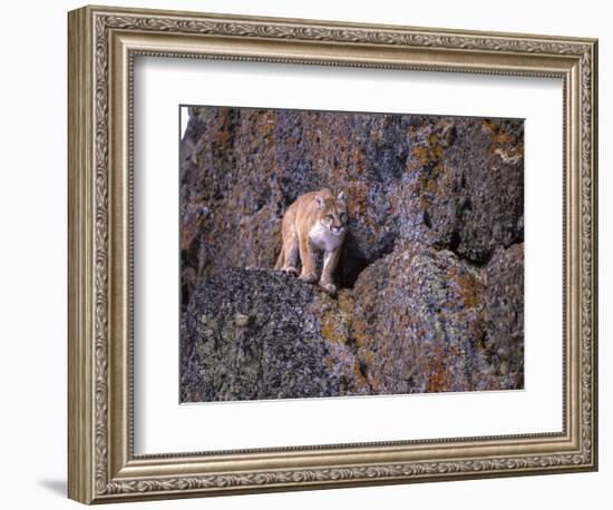 Captive mountain lion against cliff and lichen, Montana-Howie Garber-Framed Photographic Print