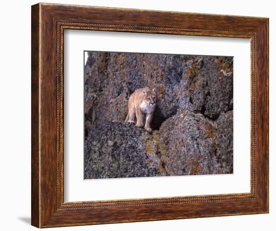 Captive mountain lion against cliff and lichen, Montana-Howie Garber-Framed Photographic Print