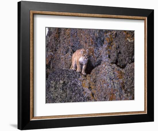 Captive mountain lion against cliff and lichen, Montana-Howie Garber-Framed Photographic Print