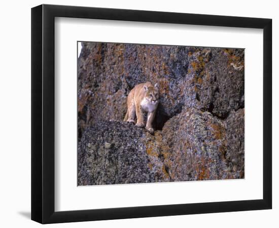 Captive mountain lion against cliff and lichen, Montana-Howie Garber-Framed Photographic Print