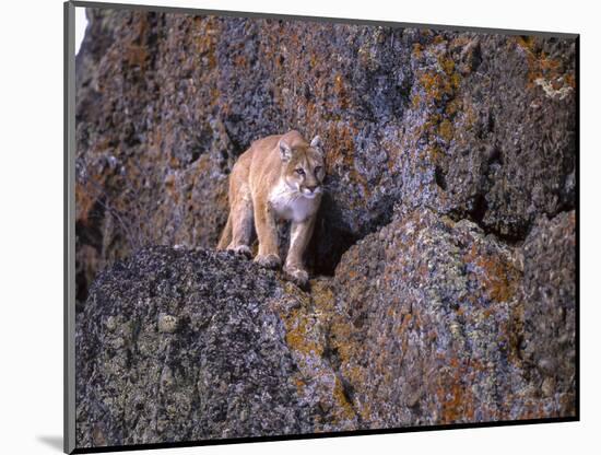 Captive mountain lion against cliff and lichen, Montana-Howie Garber-Mounted Photographic Print