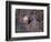 Captive mountain lion against cliff and lichen, Montana-Howie Garber-Framed Photographic Print