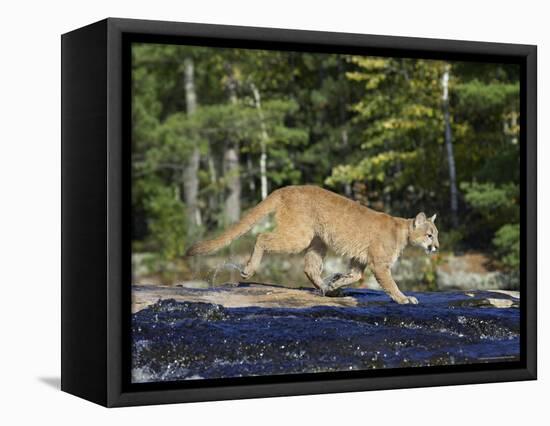 Captive Mountain Lion Crossing a Stream, Minnesota Wildlife Connection, Minnesota, USA-James Hager-Framed Premier Image Canvas