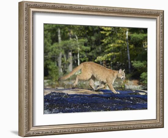 Captive Mountain Lion Crossing a Stream, Minnesota Wildlife Connection, Minnesota, USA-James Hager-Framed Photographic Print