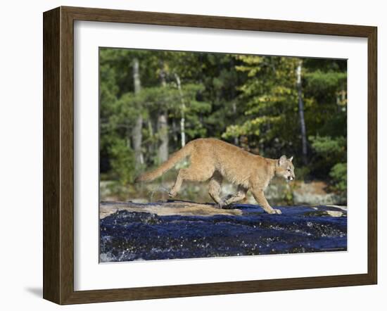 Captive Mountain Lion Crossing a Stream, Minnesota Wildlife Connection, Minnesota, USA-James Hager-Framed Photographic Print