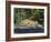 Captive Mountain Lion Crossing a Stream, Minnesota Wildlife Connection, Minnesota, USA-James Hager-Framed Photographic Print