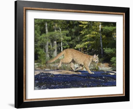 Captive Mountain Lion Crossing a Stream, Minnesota Wildlife Connection, Minnesota, USA-James Hager-Framed Photographic Print