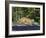 Captive Mountain Lion Crossing a Stream, Minnesota Wildlife Connection, Minnesota, USA-James Hager-Framed Photographic Print