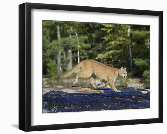 Captive Mountain Lion Crossing a Stream, Minnesota Wildlife Connection, Minnesota, USA-James Hager-Framed Photographic Print