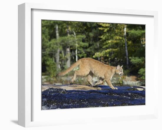 Captive Mountain Lion Crossing a Stream, Minnesota Wildlife Connection, Minnesota, USA-James Hager-Framed Photographic Print