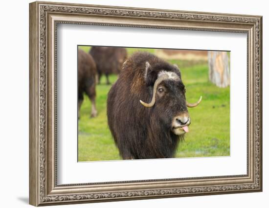 Captive muskox (Ovibos moschatus) Wildlife Conservation Center, Girlwood-Jan Miracky-Framed Photographic Print